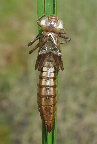 Aeshna subarctica elisabethae